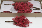 Pfefferbeeren-Bund in versch. Farben