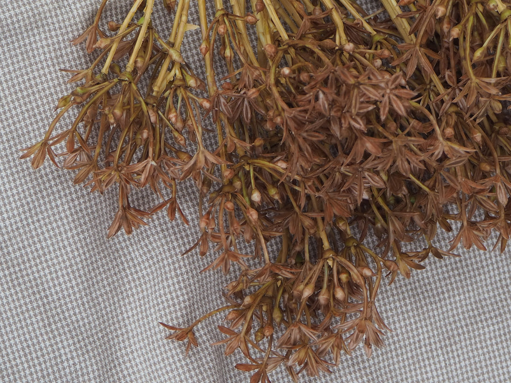 Kunstzweig Allium · Braun