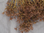 Kunstzweig Allium · Braun