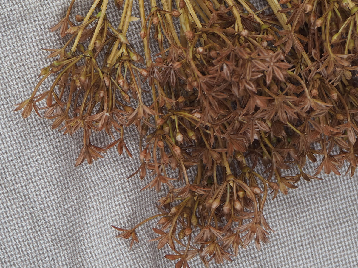 Kunstzweig Allium · Braun