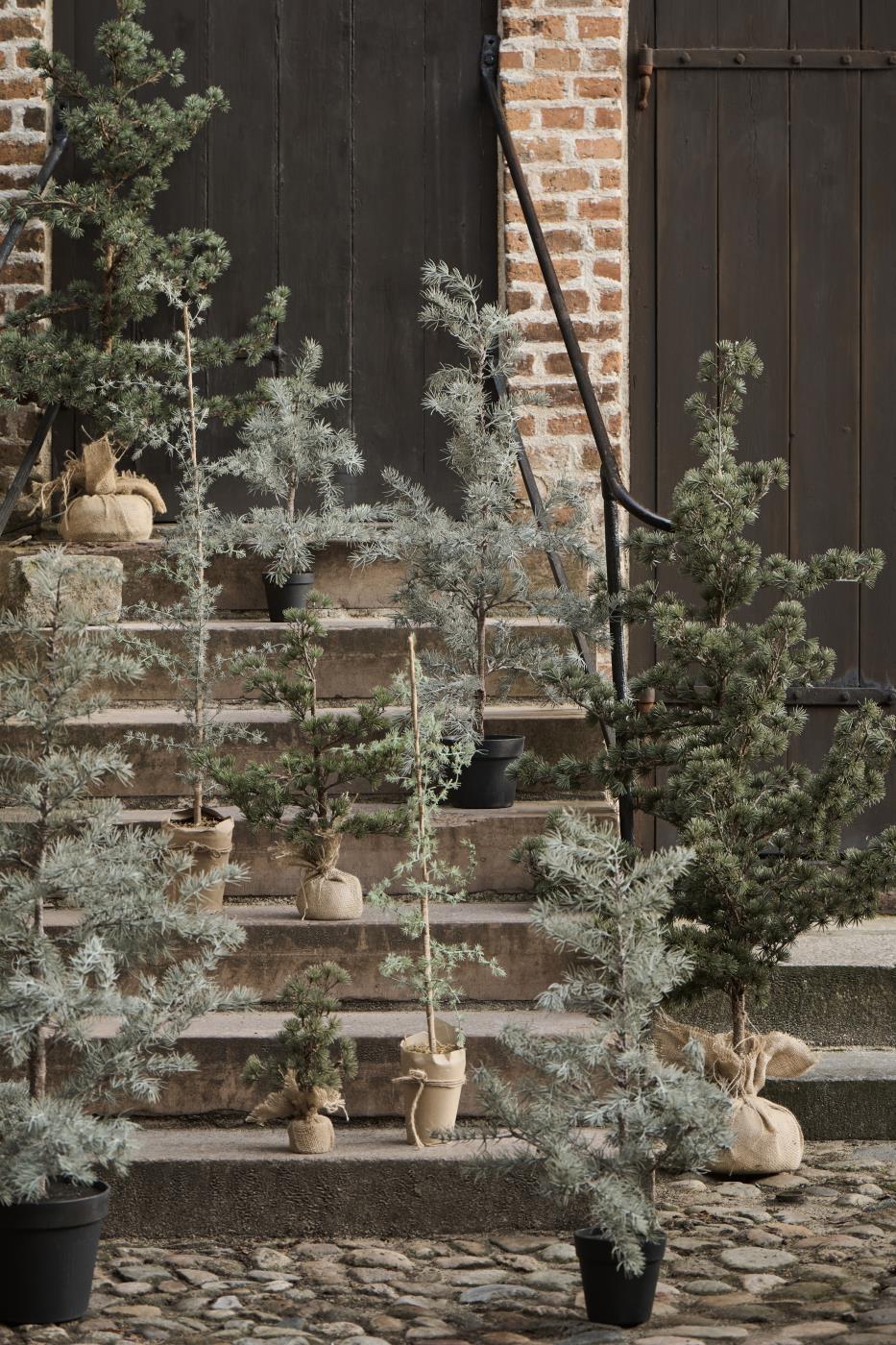 Ib Laursen Zeder im Topf künstlich